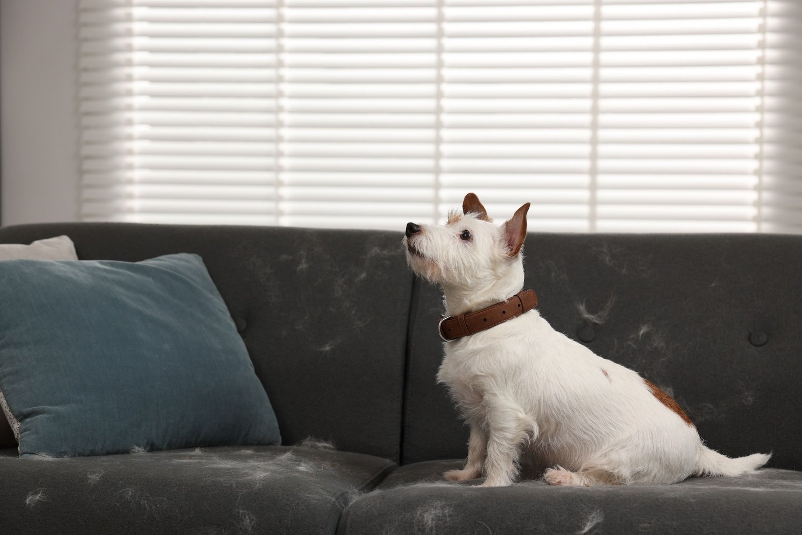Dunkle Hundehaare auf hellem Sofa sichtbar