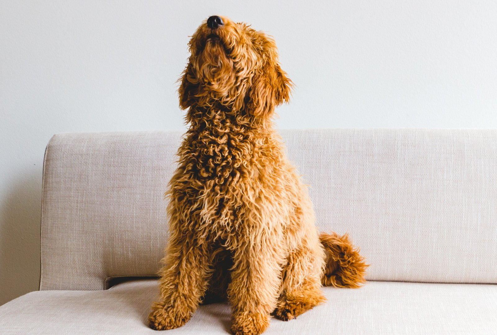Hund neben dem Sofa – das Sofa-Verbot im Alltag