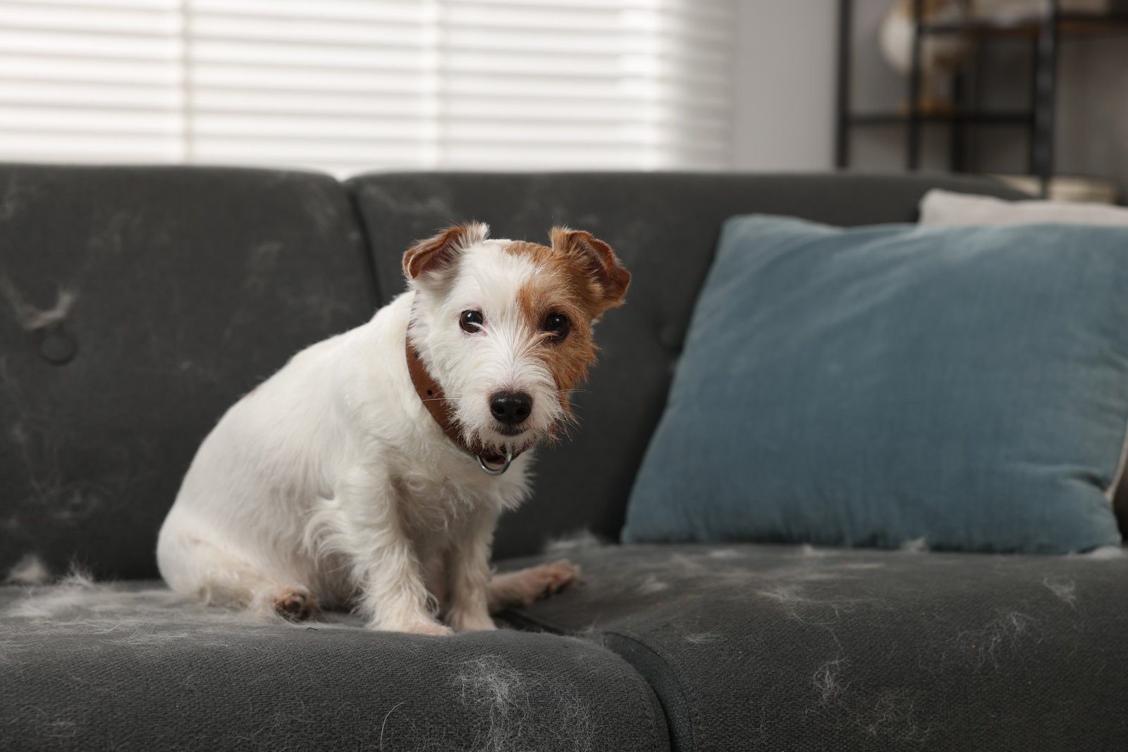 Kurze Hundehaare im Sofastoff verankert