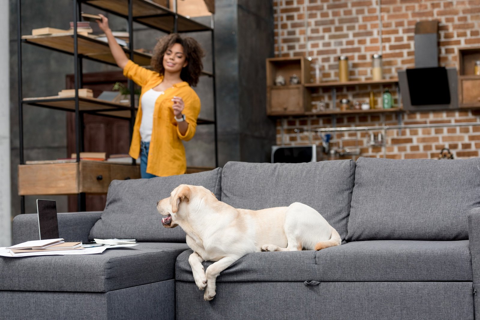 Sofa kaufen als Hundehalter – worauf achten