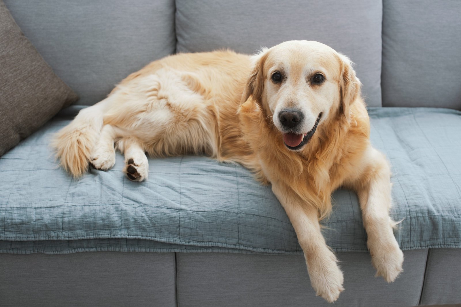 Sofa mit Schutzdecke vor Tierhaaren schützen