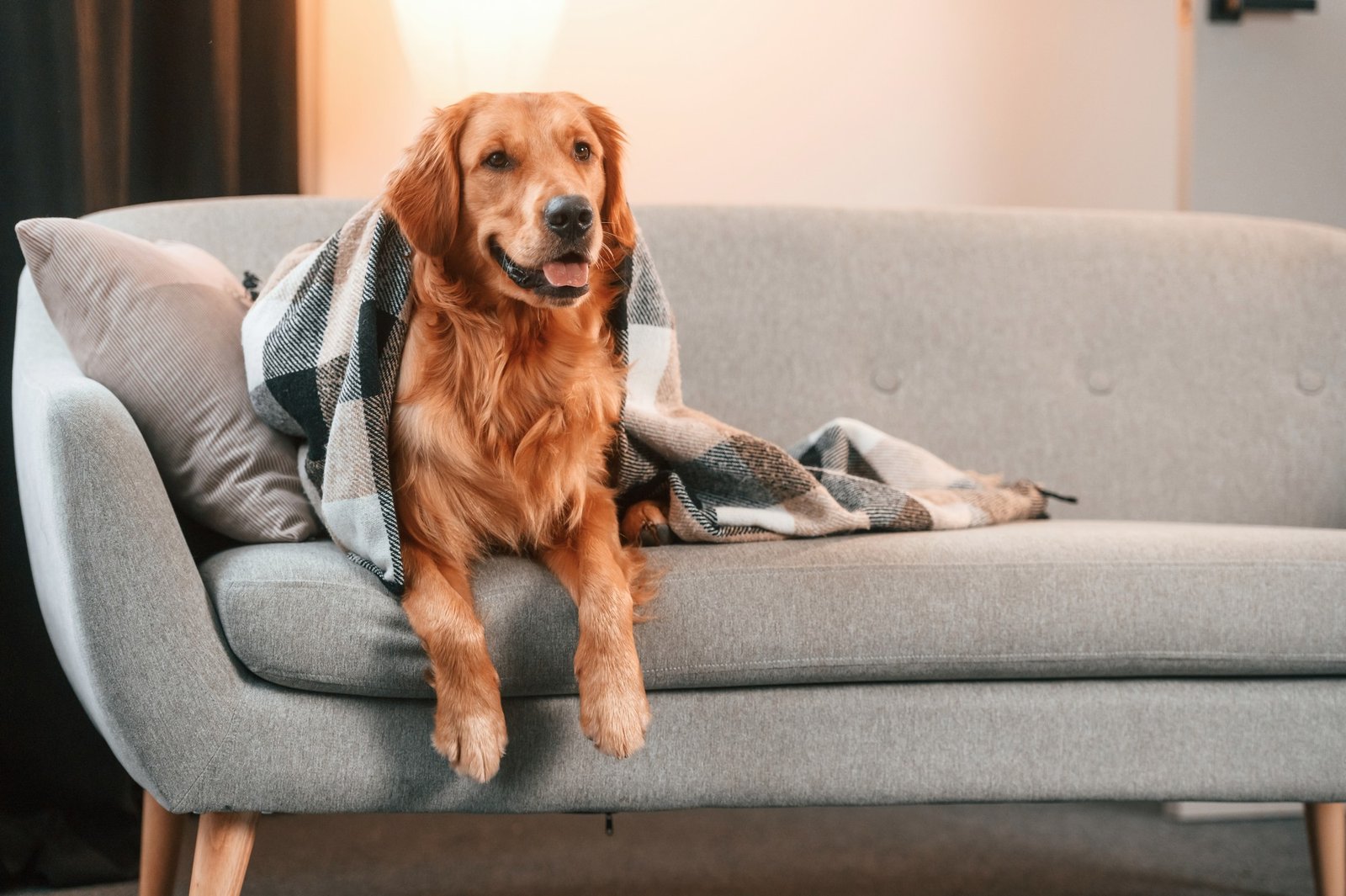 Sofadecke auf dem Sofa als Schutz vor Hundehaaren